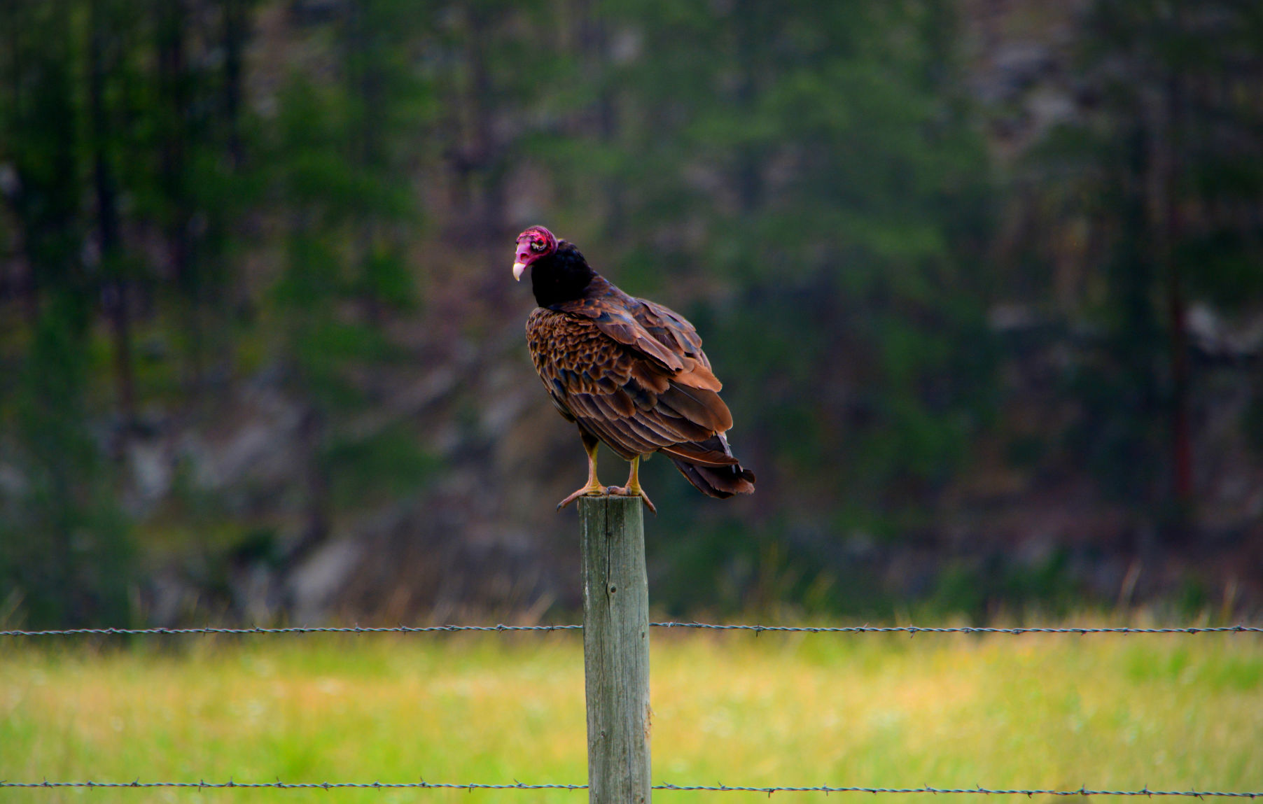 Looking for dinner